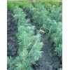 Сеянец ели голубой ( от 10 см): фото и описание