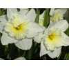 Луковица нарцисса Айс Фоллис (Ice Follies): фото и описание