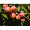 Саженец Абрикоса Алеша: фото и описание