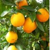 Саженец Апельсина Гамлин: фото и описание