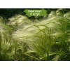Саженцы ковыля Перистый -  5 шт.: фото и описание