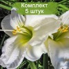 Саженцы лилейника Арктик Сноу (Arctic Snow) -  5 шт.: фото и описание