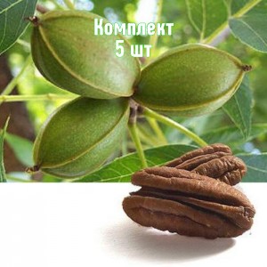 Комплект 5шт / Орех Пекан