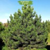 Саженцы сосны Крымская от 150 см -  5 шт.: фото и описание