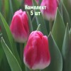 Луковицы Тюльпана Пинк Стоун (Pink Stone) - 5 шт.: фото и описание