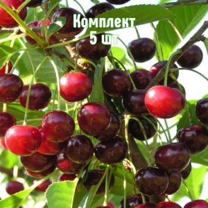Комплект 5шт / Вишня Банкетная