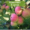 Саженцы яблони Спартак -  5 шт.: фото и описание