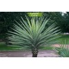 Саженцы юкки Ягодная -  5 шт.: фото и описание