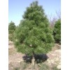 Саженец сосны Чёрная 60-100 см: фото и описание