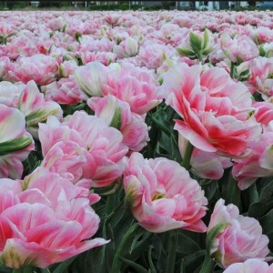 Тюльпан Финола (Finola)