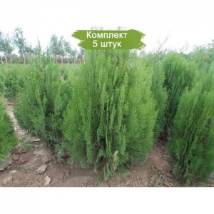 Комплект 5шт / Туя Восточная от 150 см