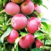 Саженец яблони колоновидной красноцветковой Гранатовый Браслет: фото и описание